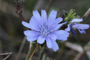 chicory